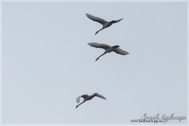 IMG_5648-1.jpg IMG_5648-1.jpg