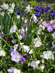 Blue violas pansies white narcissus James Gardens Etobicoke by garden muses-not another Toronto gardening blog
