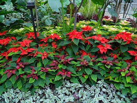 Allan Gardens Conservatory Christmas Flower Show 2013 red poinsettias by garden muses: a Toronto gardening blog