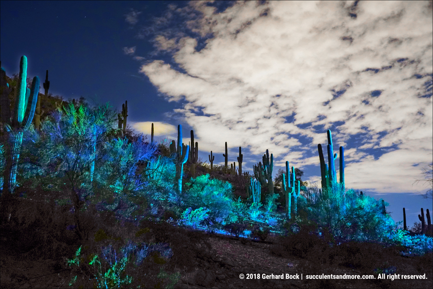 Electric Desert after dark at the Desert Botanical Garden