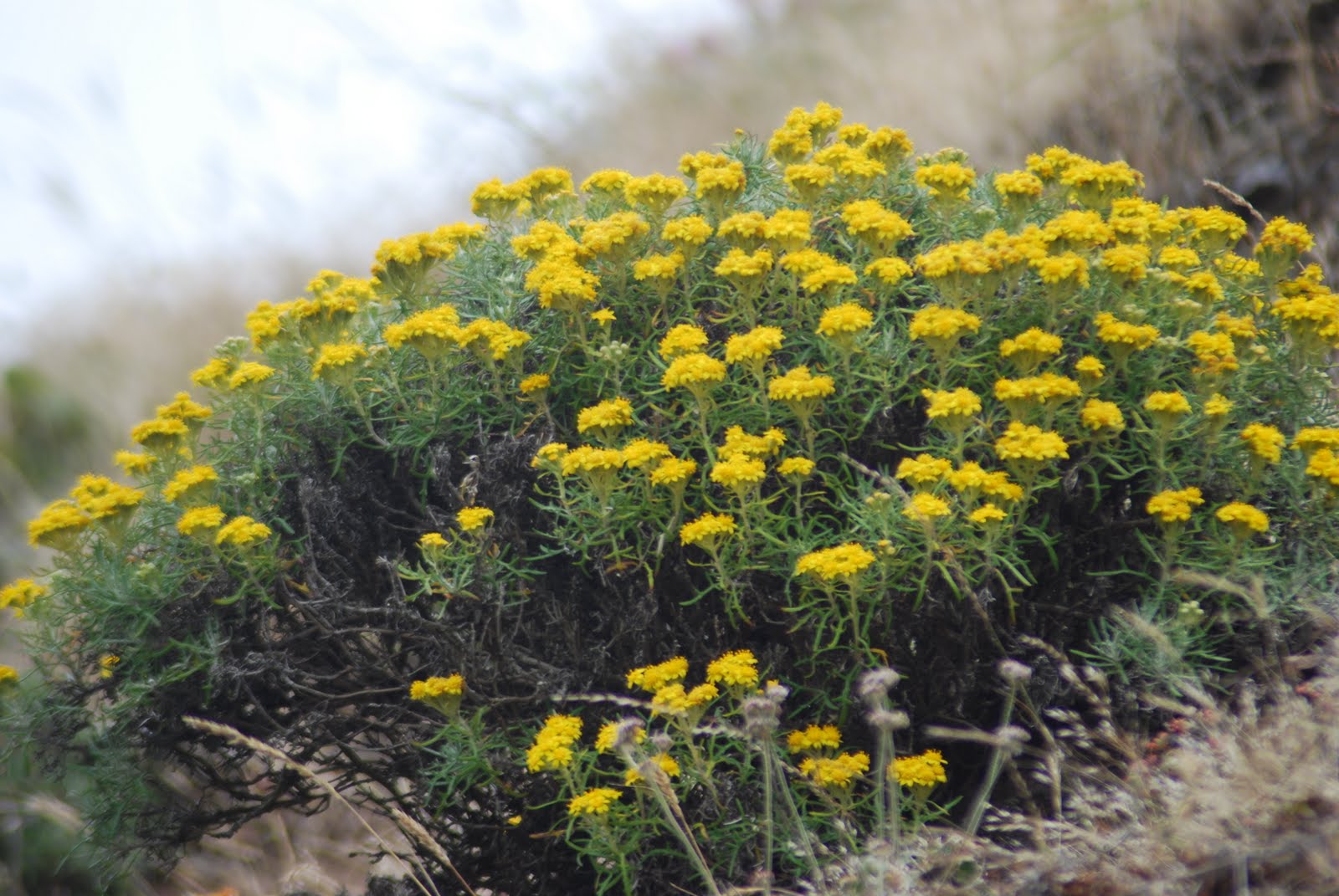 native-plants-of-northern-california