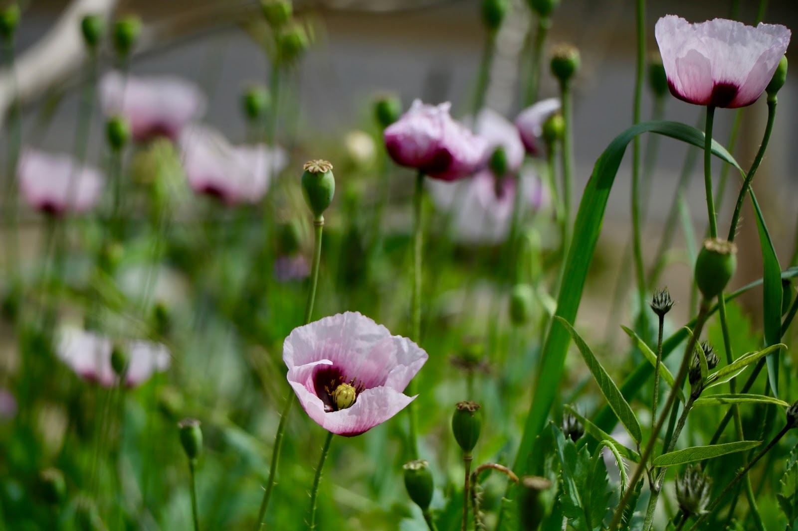 Amapola como flor comestible | De flores comestibles