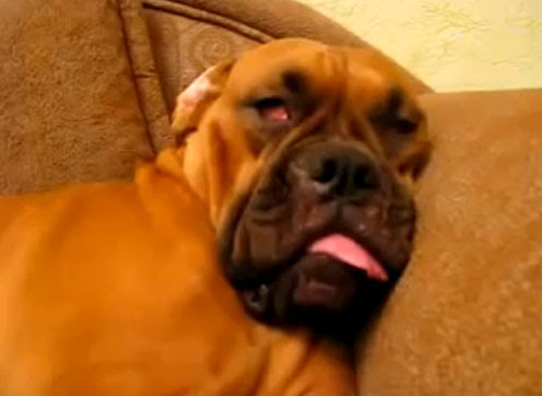 Video : 犬のビデオなんかで絶対に笑わない ! ! という方、このワンちゃんの寝顔とにらめっこに挑んでください ! !