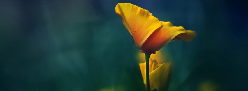 Best collection of yellow flower facebook cover photo ~ Charming ...