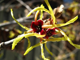 Arnold Promise Hamamelis x intermedia witch hazel flower by garden muses-not another Toronto gardening blog