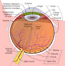 NearSightedness Causes