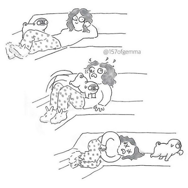 como é ter um shih tzu