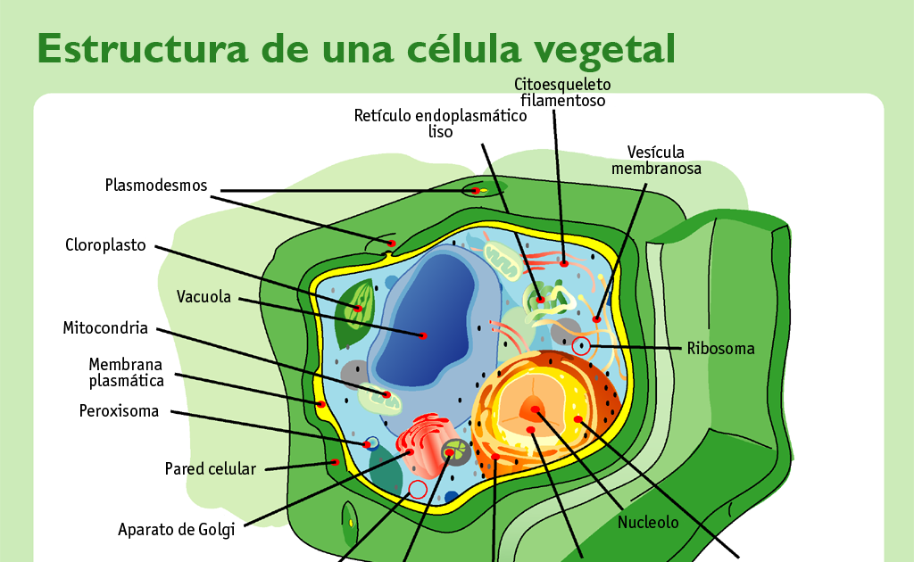BiologÍa Mi PasiÓn 5 Anatomía De La Célula Eucariota