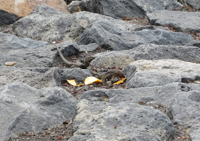 West Canaries Lizard - Punta de Teno, Tenerife West Canaries Lizard - Punta de Teno, Tenerife