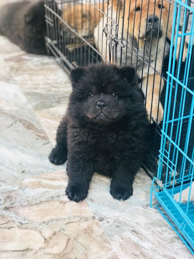 Chow Chow puppy in India