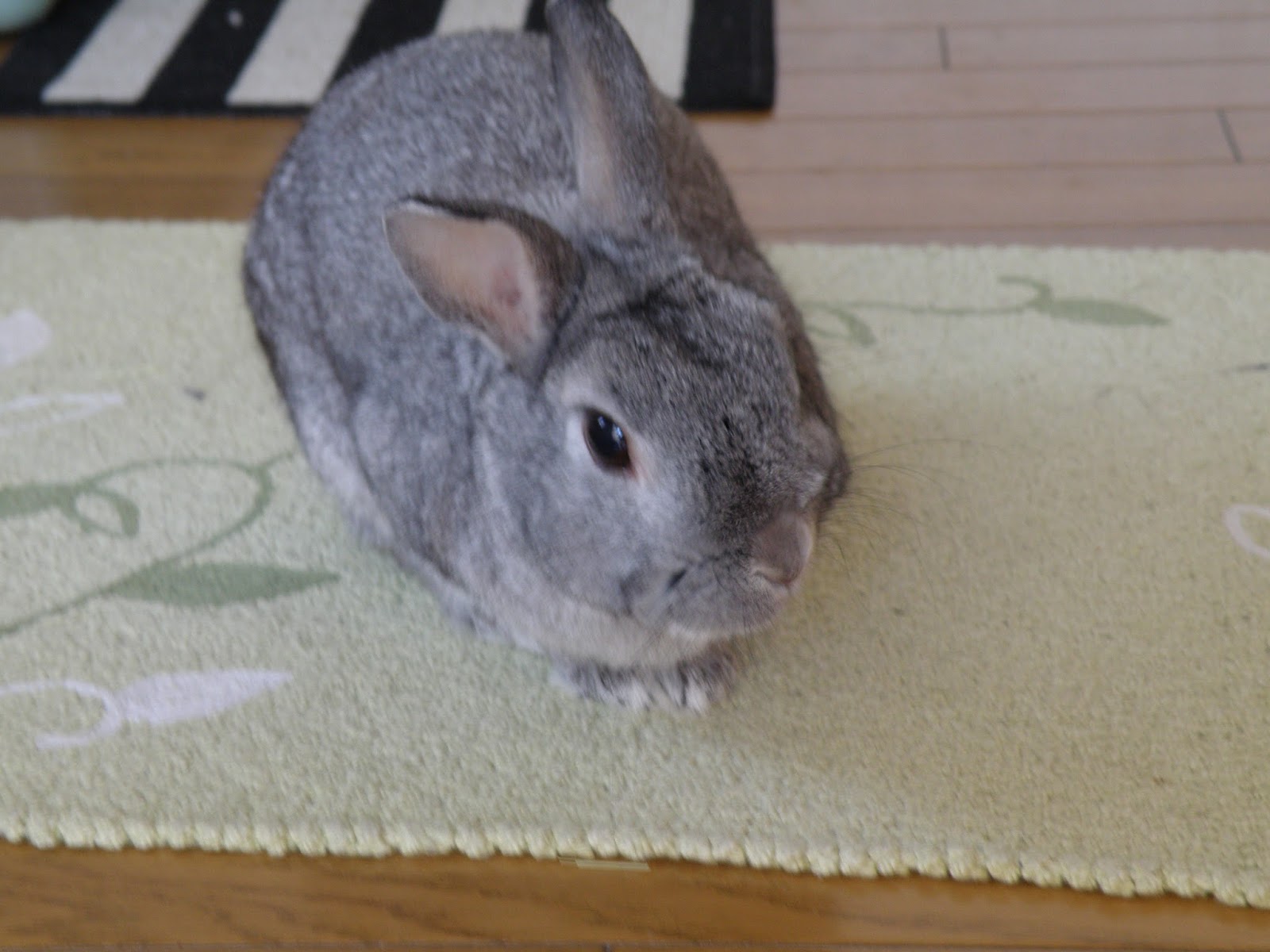 ミニウサギ アイラ ミニウサギ アイラ 見参