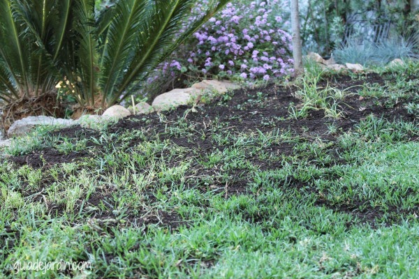 Paso a paso: Resembrando en primavera las zonas dañadas del césped