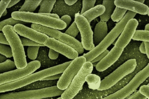 Methylocella silvestris, un tipo de bacteria metanótrofa Methylocella silvestris, un tipo de bacteria metanótrofa