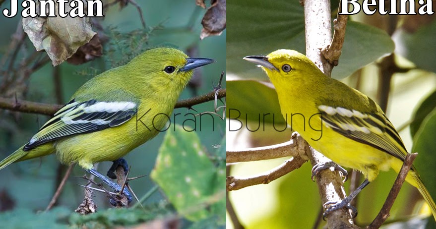 Unduh 47 Foto Gambar Burung Cipoh Jantan Terbaru Gambar Burung