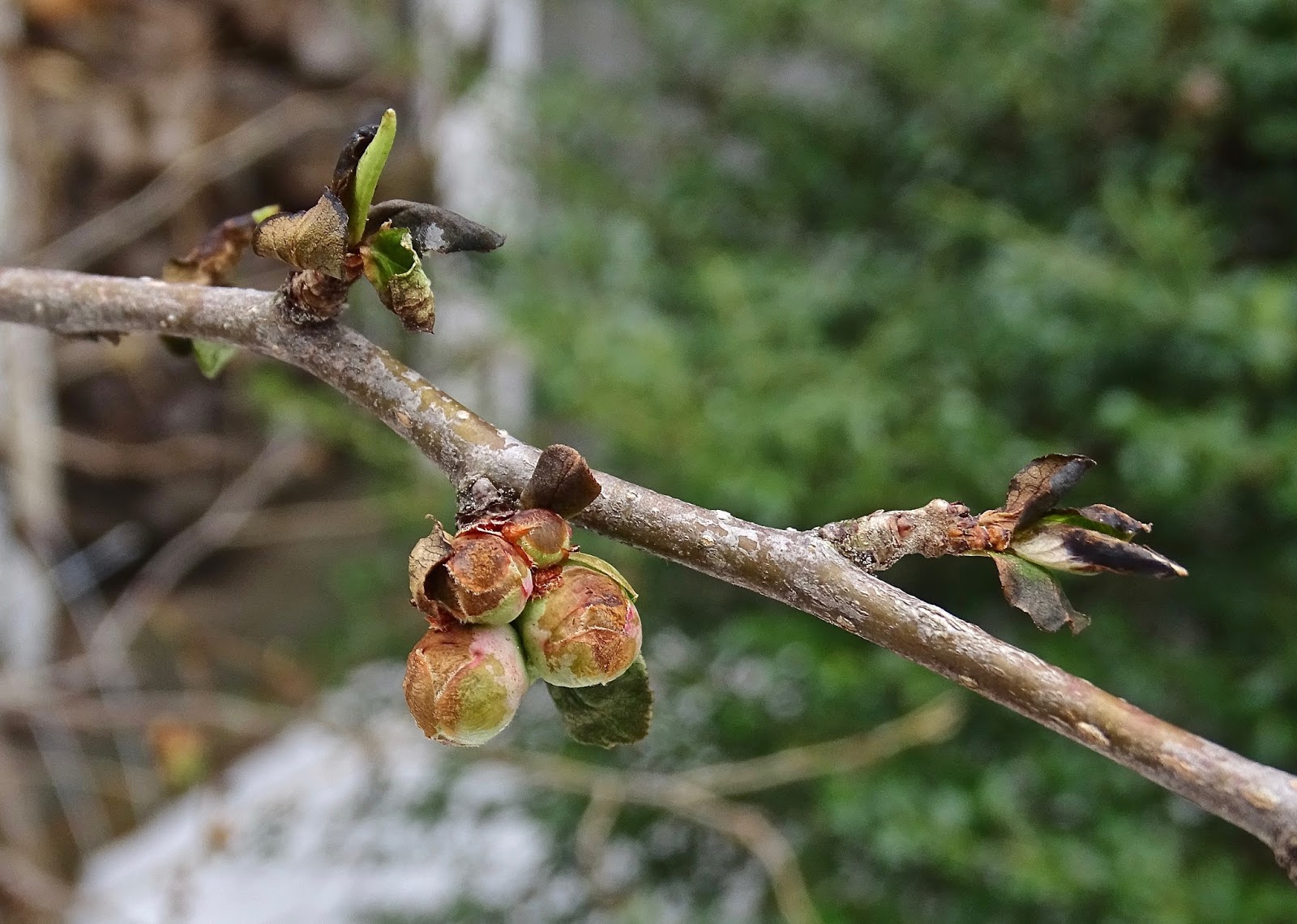 Garden Diary Brown Buds.