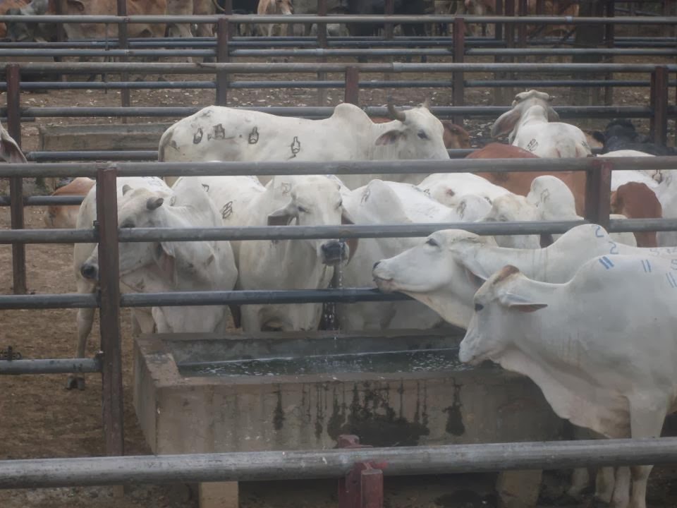 La naturaleza Vivero y siembra de arboles en los corrales de la Feria