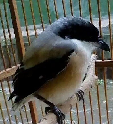 Bahaya Dan Efek Negatif Pertolongan Cicak Untuk Burung Cendet Pendidikan Mudah