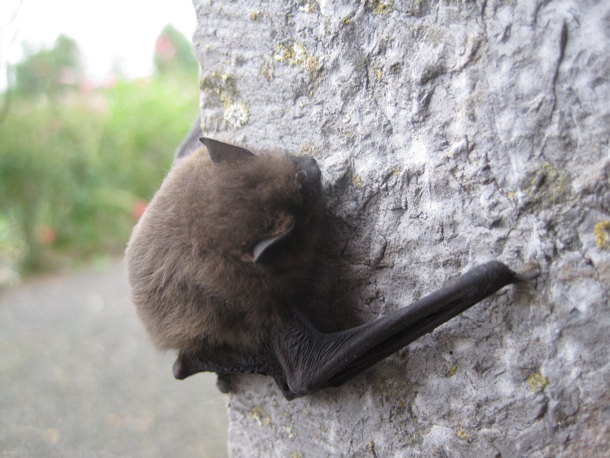 A corner of France Bats