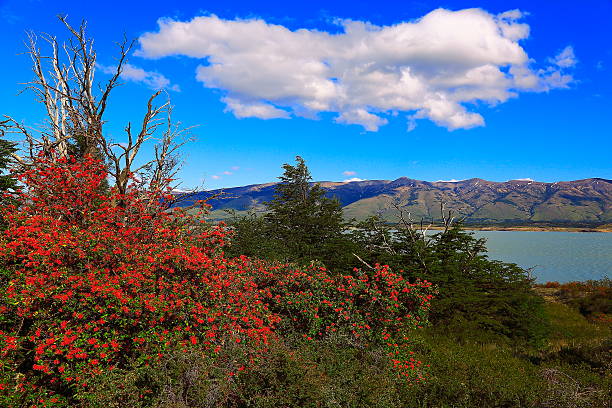 El Calafate durante a primavera El Calafate durante a primavera