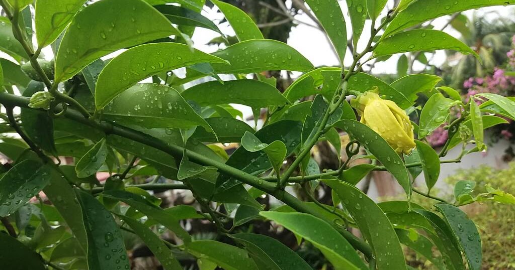 Medicine Newbie Pokok Kanser (anticancer plant)