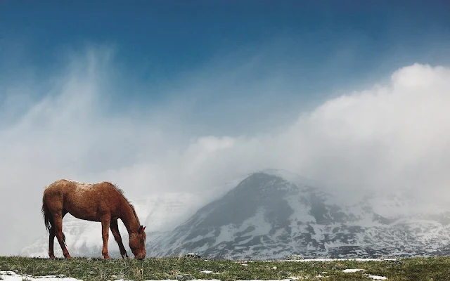 Landschap met bergen en een bruin paard