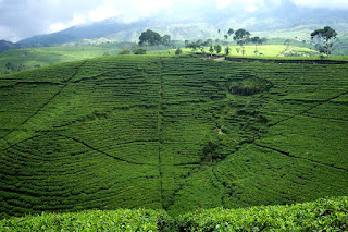 kebun teh kebun teh