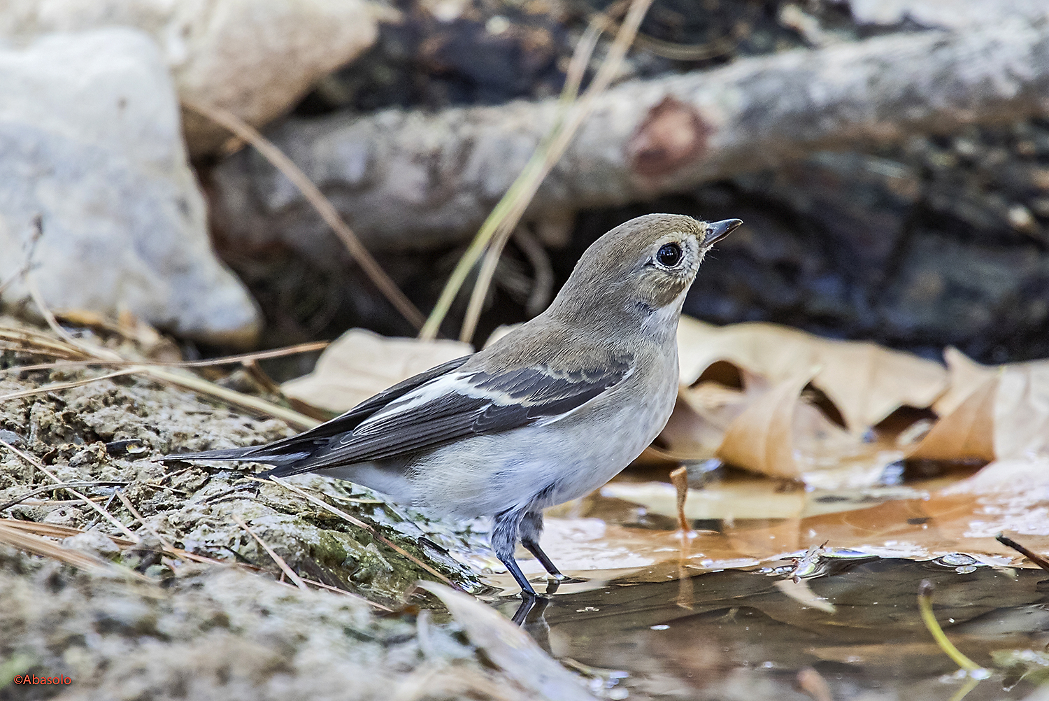 FOTOGRAFÍAS DE NATURALEZA: Papamoscas cerrojillo (Ficedula hypoleuca)