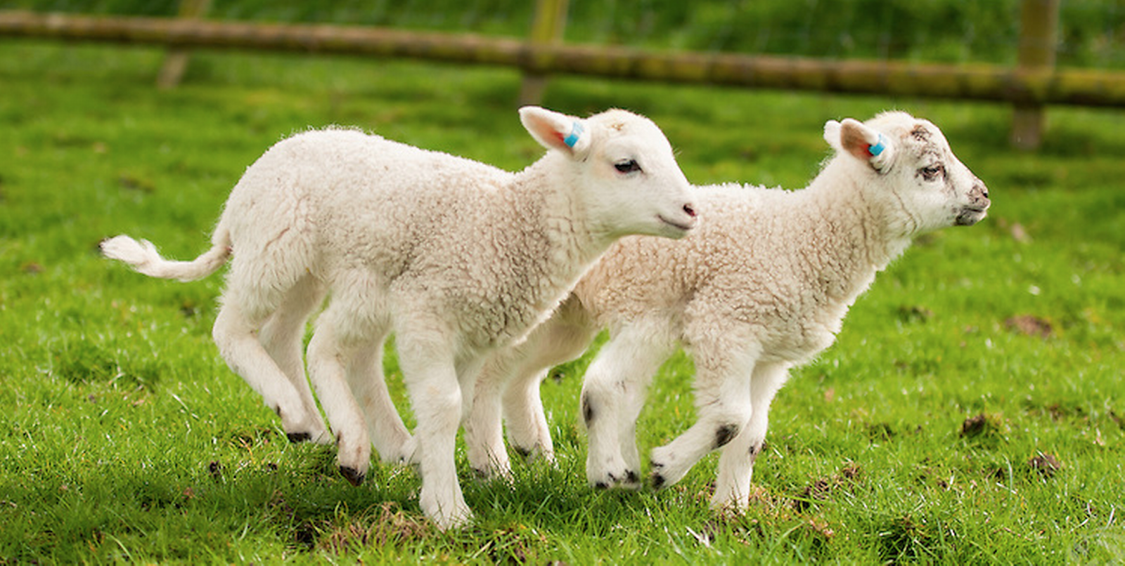 MUZICA DE MUZICA Lambs12 Sheep Street este una dintre cele mai vechi