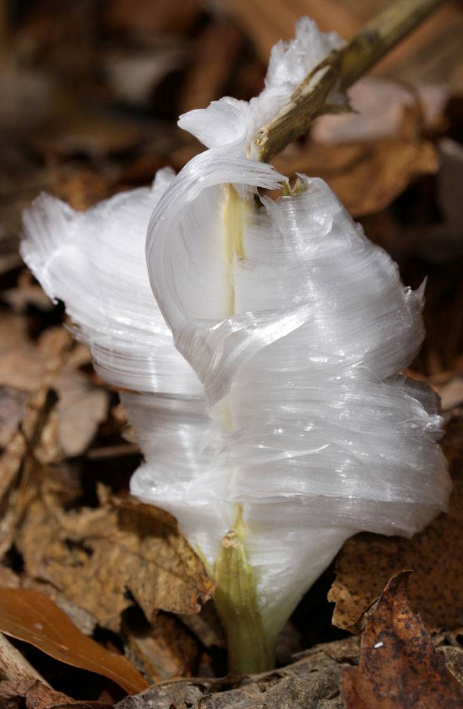 Frost Flowers Nature’s Exquisite Ice Extrusion Kuriositas