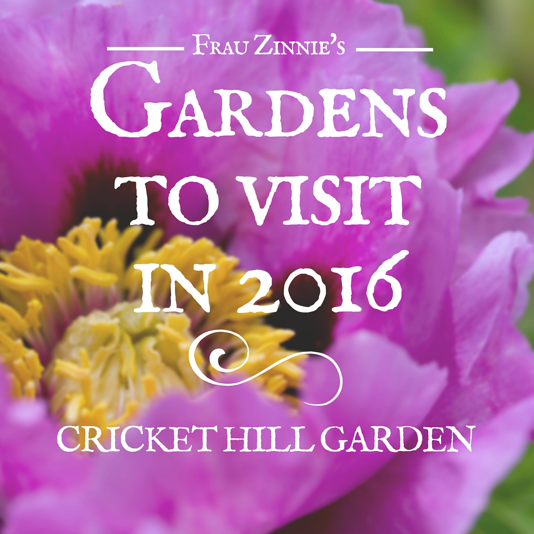 Peonies promise to dazzle at Cricket Hill Garden Frau Zinnie