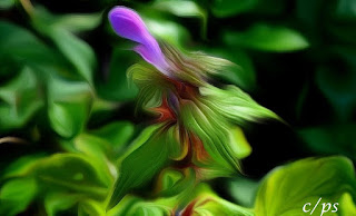 Blumen, flores, Flower, fleurs, květiny, Flores, blomme Fauna, Flora, Tiere, Vögel, Fische, Insekten, Blumen, Bäume, Berge, Meer, Ozean, Natur, Sonne, Mond, animals, birds, fish, insects, flowers, trees, mountains
