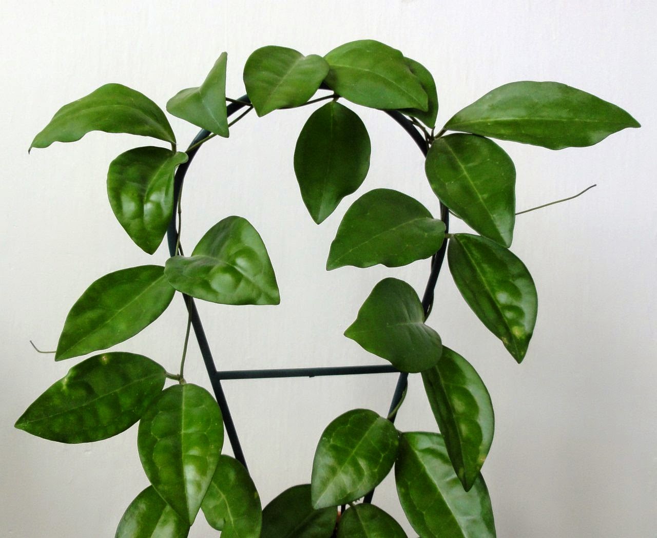 Хойя elliptica Splash