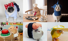 Various types of Pets in cute costumes