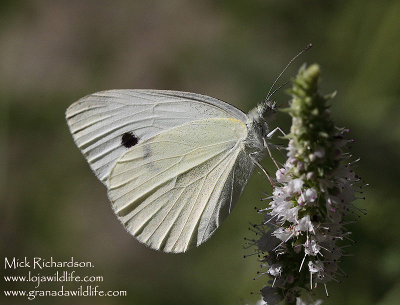 Butterflies Of Vietnam 85 Pieris Rapae Orientalis The Small