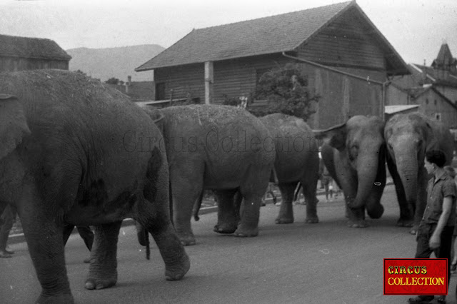 Les éléphants du cirque Pinder   marchant direction le zoo et leurs tente écuries 