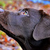 Lab Lovers | Labrador Retriever Resources