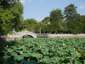 lotuses and a bridge Bajiao Pond (八角塘)