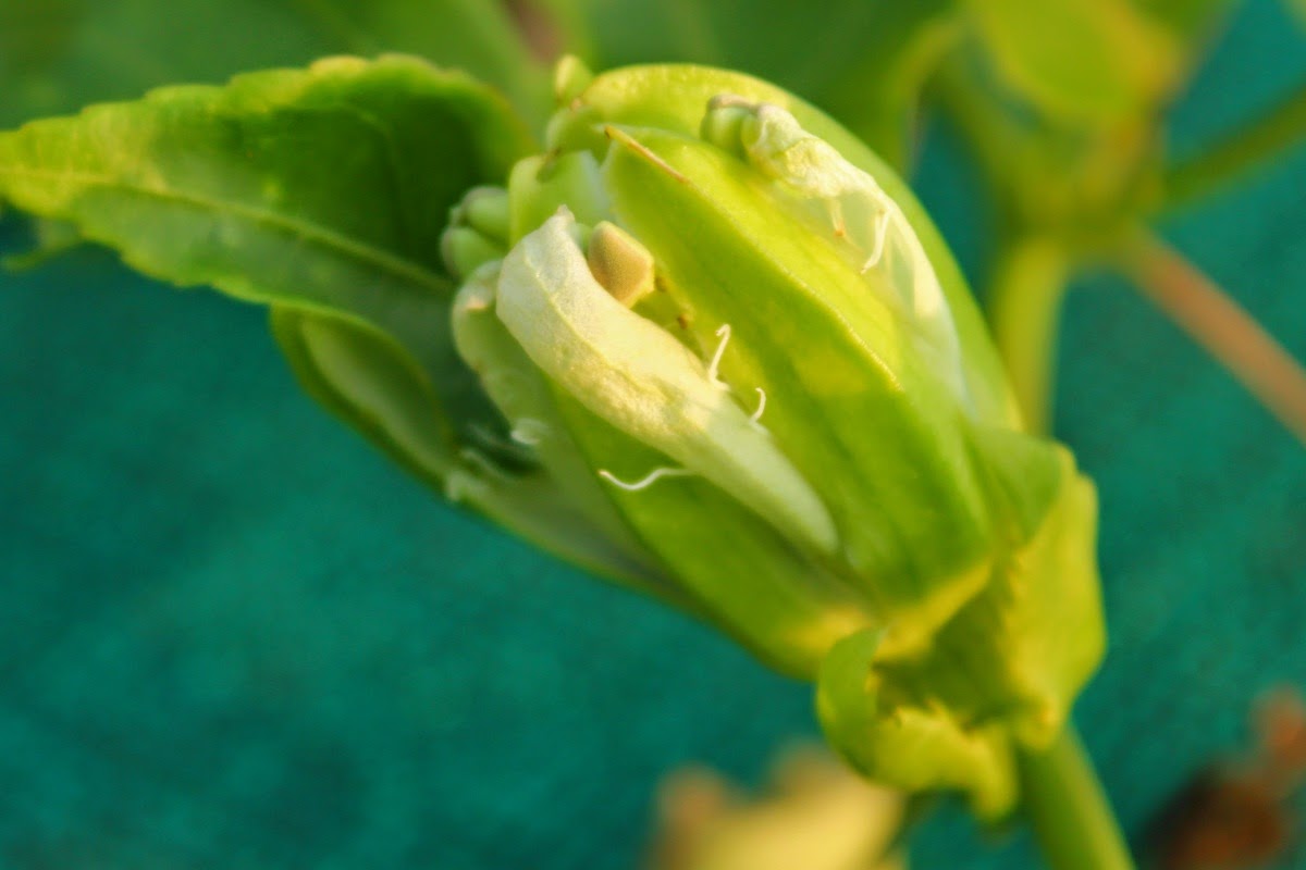 Life at Hyderabad passion fruit creeper
