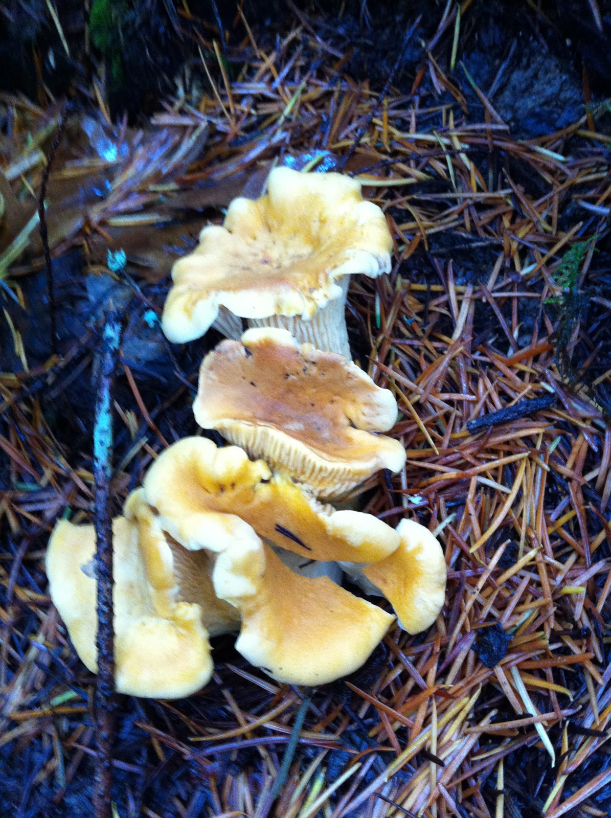 Taste Like Chicken What's Mike Cooking? Chanterelle Pate, Mushrooms