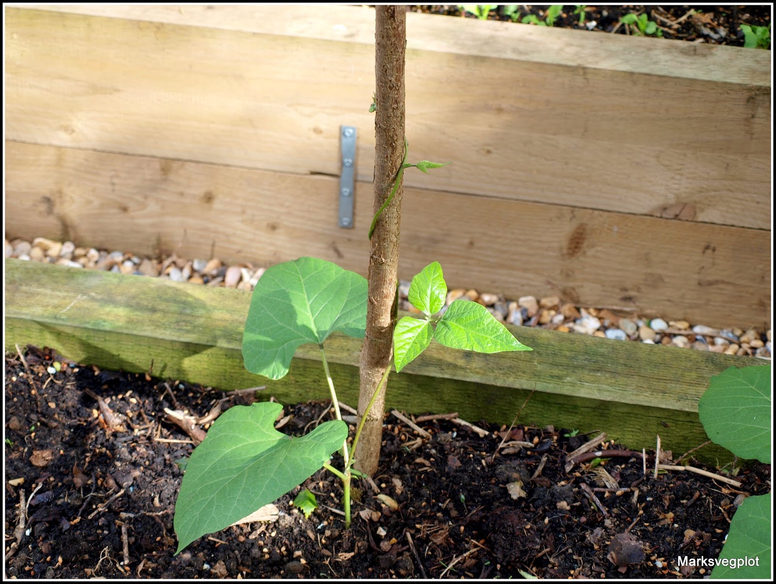 Mark's Veg Plot Beans