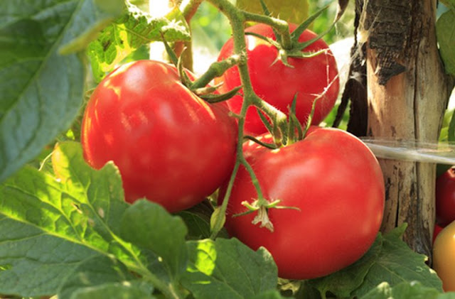 Shih tzu não pode comer Plantas de Tomate-