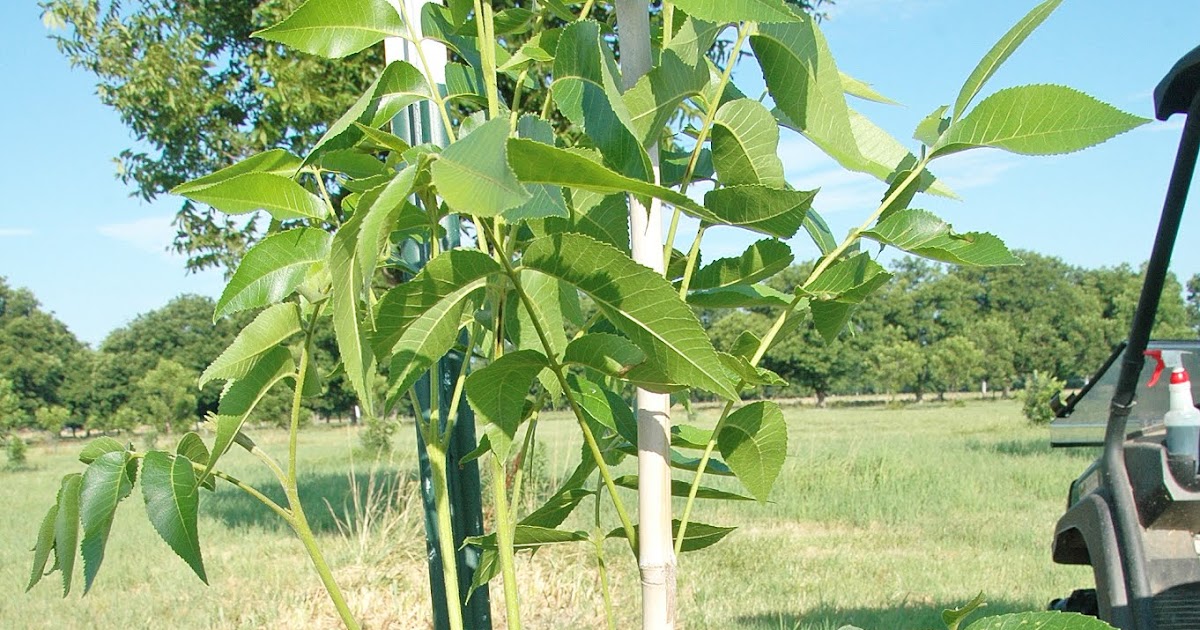 Northern Pecans Too many shoots growing from a scion