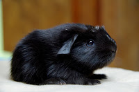 Hadson Piggyboo Świnka morska rasy coronet w umaszczeniu sable magpie