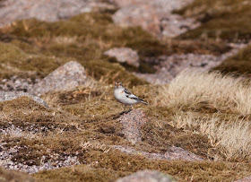 Snow Bunting, Cairngorms