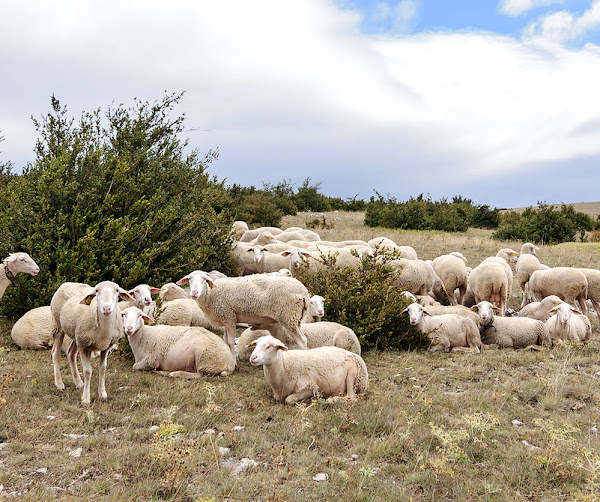 sheep housing