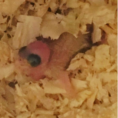 baby bird