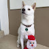 Dog Obsessed With His Stuffed Santa Toy Is Taken To See The Real One, And His Reaction Is Priceless (10 pics)