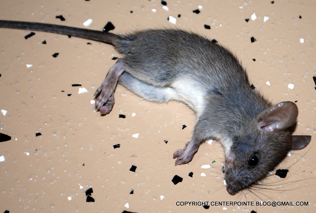 Centerpointe Communicator: How to keep rats out of your garage