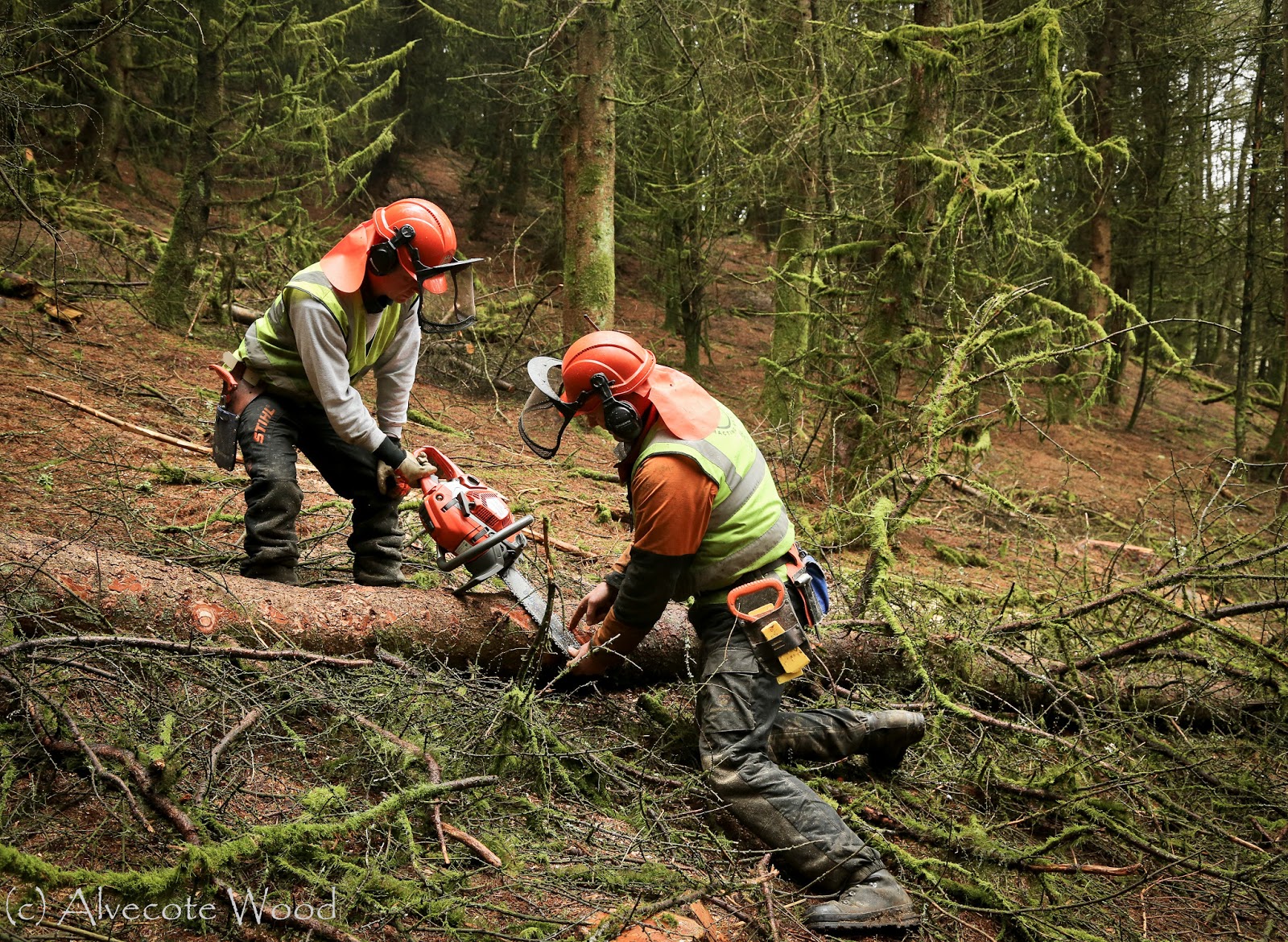 Chainsaw Training – Alvecote Wood