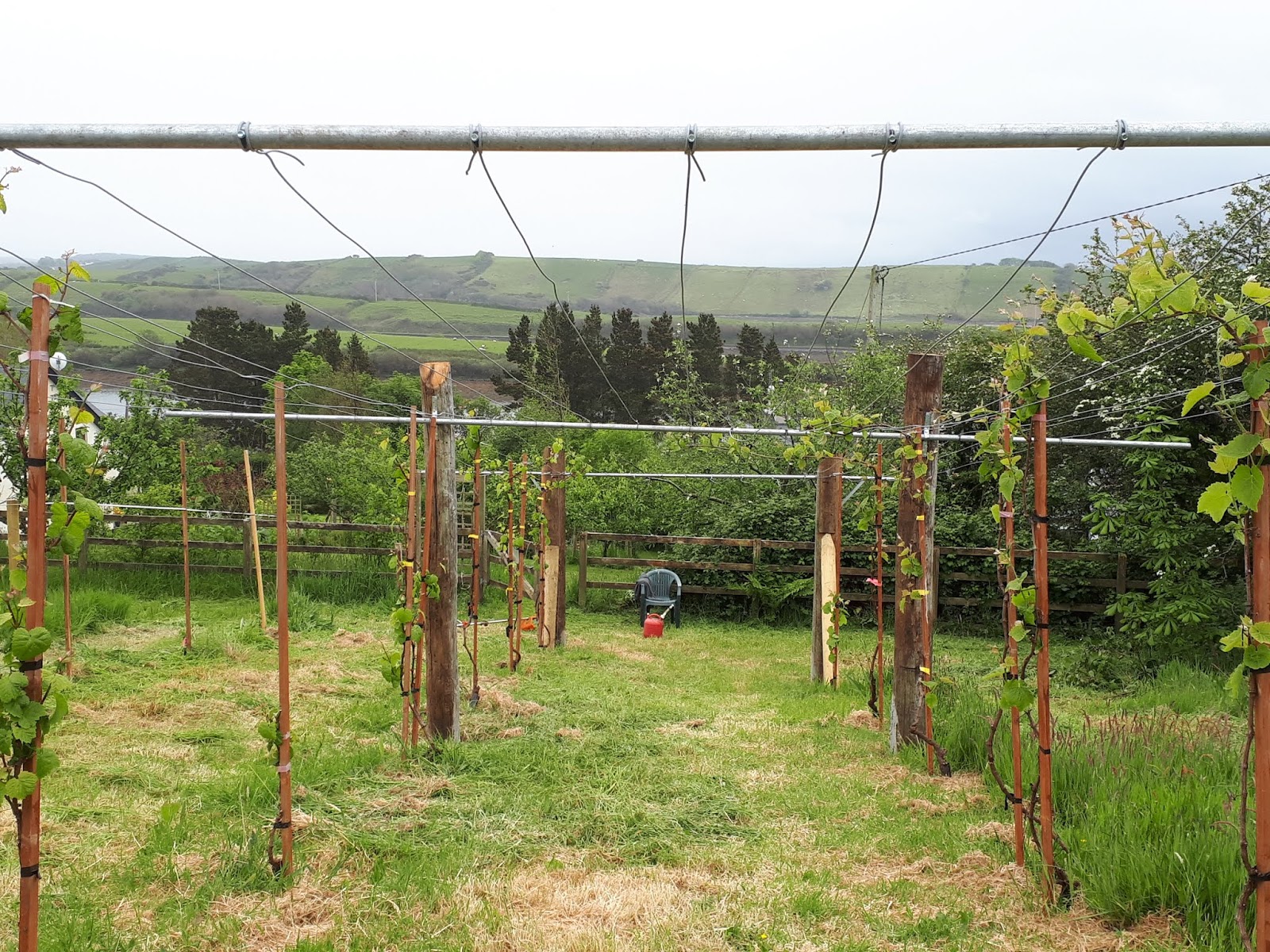Viticulture in Ireland It's starting to look like a vineyard